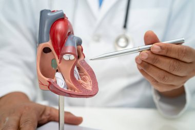 Kardiyovasküler hastalık CVD, Asyalı doktor kalp hastalıklarını öğrenmek ve tedavi etmek için insan anatomisi modeli tutuyor.