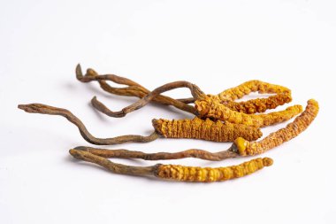 Cordyceps or Ophiocordyceps sinensis mushroom herb is fungus for used as medicine on white background. clipart