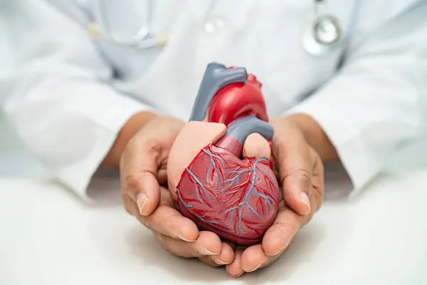 心臓病を学び治療するためのヒト解剖モデルを保持するアジアの医師Cvd — ストック写真