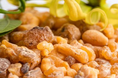 Tütsü ya da olibanum aromatik reçine tütsü ve parfümlerde kullanılan beyaz arka planda izole edilmiş..
