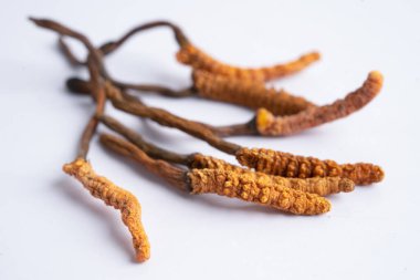 Cordyceps ya da Ophiocordyceps sinensis mantar bitkisi beyaz arka planda ilaç olarak kullanılan mantardır..
