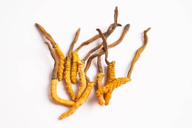 Cordyceps ya da Ophiocordyceps sinensis mantar bitkisi beyaz arka planda ilaç olarak kullanılan mantardır..