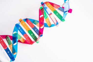 DNA veya Deoksiribonükleik asit, şeker fosfat omurgasına bağlı baz çiftleri tarafından oluşturulan çift sarmal zincir yapısıdır..