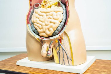 Human penis with intestine in man body model anatomy for medical training course, teaching medicine education.