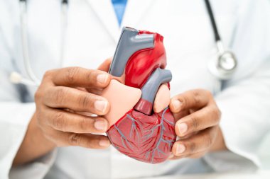 Kardiyovasküler hastalık CVD, Asyalı doktor kalp hastalıklarını öğrenmek ve tedavi etmek için insan anatomisi modeli tutuyor.