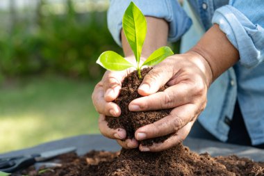 Bahçıvan kadın turba yosunlu bir ağaç dikiyor organik madde tarımsal organik bitki yetiştirmek için toprağı geliştiriyor, ekoloji kavramı.