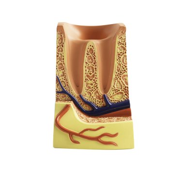 Diş implantı, çeneye yapay diş kökleri, diş tedavisi kanal tedavisi, diş eti hastalığı, diş modeli.