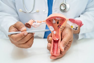 Rahim, hastanede teşhis ve tedavi için anatomi modeli olan bir doktor..