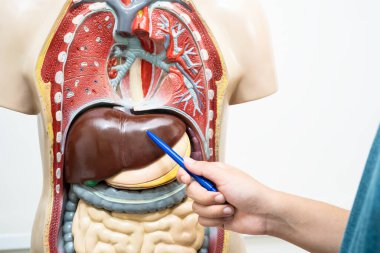 Öğrenci genç lisede insan vücut modeliyle anatomi biyolojisi öğreniyor..