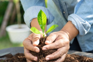 Bahçıvan kadın turba yosunlu bir ağaç dikiyor organik madde tarımsal organik bitki yetiştirmek için toprağı geliştiriyor, ekoloji kavramı.