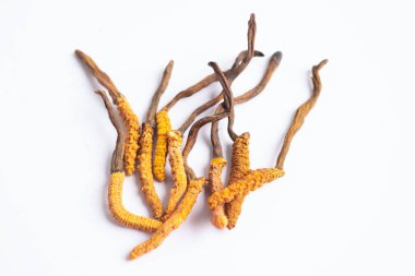 Cordyceps ya da Ophiocordyceps sinensis mantar bitkisi beyaz arka planda ilaç olarak kullanılan mantardır..