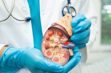 Böbrek hastalığı, kronik böbrek hastalığı, hastanede çalışmak ve tedavi etmek için insan modeli olan bir doktor..