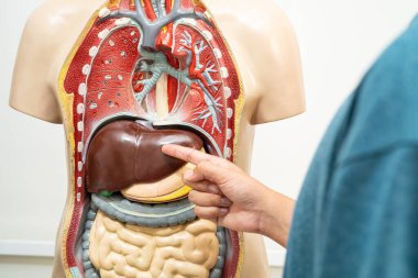 Öğrenci genç lisede insan vücut modeliyle anatomi biyolojisi öğreniyor..