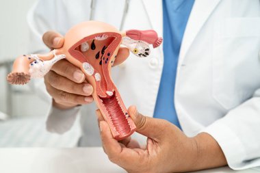 Rahim, hastanede teşhis ve tedavi için anatomi modeli olan bir doktor..