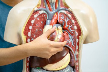 Öğrenci genç lisede insan vücut modeliyle anatomi biyolojisi öğreniyor..