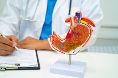 Mide hastalığı, hastanede teşhis ve tedavi için insan anatomisi modeli olan bir doktor..