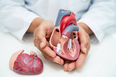 Kardiyovasküler hastalık CVD, Asyalı doktor kalp hastalıklarını öğrenmek ve tedavi etmek için insan anatomisi modeli tutuyor.