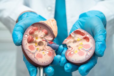 Böbrek hastalığı, Kronik Böbrek Hastalığı, Doktor, hastanede tedavi ve eğitim için insan modeli tutuyor..