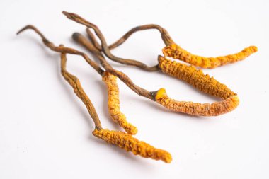 Cordyceps ya da Ophiocordyceps sinensis mantar bitkisi beyaz arka planda ilaç olarak kullanılan mantardır..