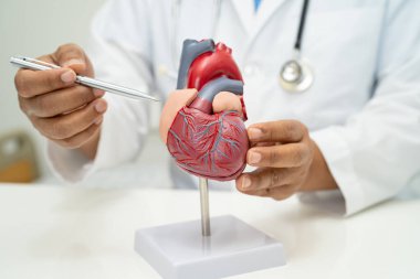 Kardiyovasküler hastalık CVD, Asyalı doktor kalp hastalıklarını öğrenmek ve tedavi etmek için insan anatomisi modeli tutuyor.