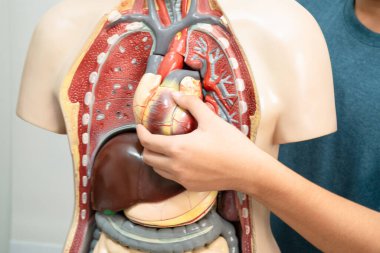 Öğrenci genç lisede insan vücut modeliyle anatomi biyolojisi öğreniyor..