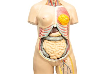İnsan kadın vücut modeli anatomisi, tıp eğitimi için kırpma yolu ile beyaza izole edilmiş, tıp eğitimi öğretiyor..