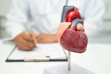 Kardiyovasküler hastalık CVD, Asyalı doktor kalp hastalıklarını öğrenmek ve tedavi etmek için insan anatomisi modeli tutuyor.