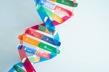 DNA veya Deoksiribonükleik asit, şeker fosfat omurgasına bağlı baz çiftleri tarafından oluşturulan çift sarmal zincir yapısıdır..