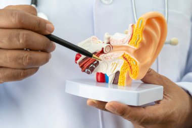 Asyalı doktor hastada işitme kaybını öğrenmek ve tedavi etmek için insan kulağı modeli tutuyor..