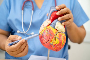 Kardiyovasküler hastalık CVD, Asyalı doktor kalp hastalıklarını öğrenmek ve tedavi etmek için insan anatomisi modeli tutuyor.