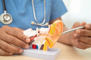 Asyalı doktor hastada işitme kaybını öğrenmek ve tedavi etmek için insan kulağı modeli tutuyor..