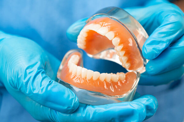 Denture, dentist holding dental teeth model to study and treat in hospital.