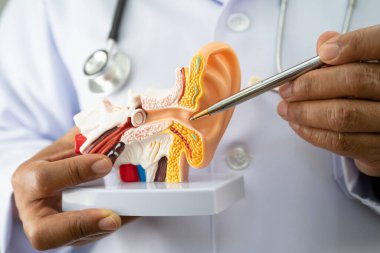 Asyalı doktor hastada işitme kaybını öğrenmek ve tedavi etmek için insan kulağı modeli tutuyor..