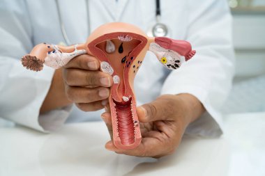 Rahim, hastanede teşhis ve tedavi için anatomi modeli olan bir doktor..