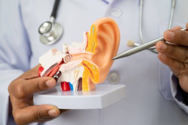 Asyalı doktor hastada işitme kaybını öğrenmek ve tedavi etmek için insan kulağı modeli tutuyor..