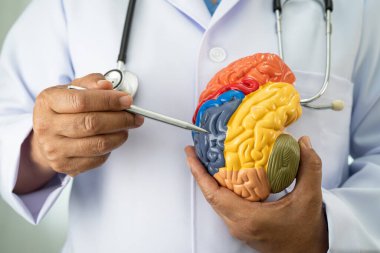 Alzheimer hastalığı, Asyalı doktor hastanede teşhis ve tedavi için beyin anatomisi modeli tutuyor..