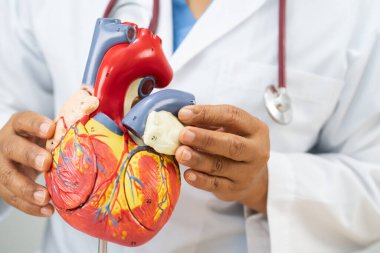 Kardiyovasküler hastalık CVD, Asyalı doktor kalp hastalıklarını öğrenmek ve tedavi etmek için insan anatomisi modeli tutuyor.