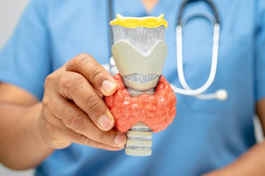 Hipertiroidizm, aşırı aktif tiroid, tiroid lenfoma, tiroid bezi olan Asyalı doktor, hastanede insan anatomisi modeli..