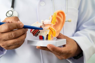 Asyalı doktor hastada işitme kaybını öğrenmek ve tedavi etmek için insan kulağı modeli tutuyor..