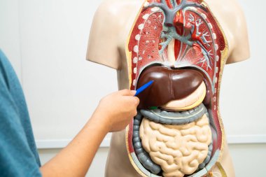 Öğrenci genç lisede insan vücut modeliyle anatomi biyolojisi öğreniyor..