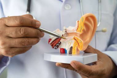 Asyalı doktor hastada işitme kaybını öğrenmek ve tedavi etmek için insan kulağı modeli tutuyor..