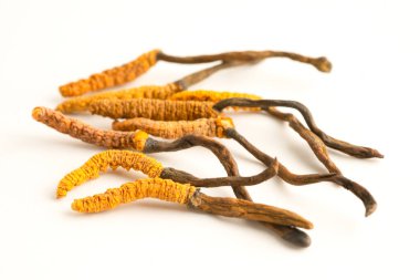 Cordyceps or Ophiocordyceps sinensis mushroom herb is fungus for used as medicine on white background. clipart