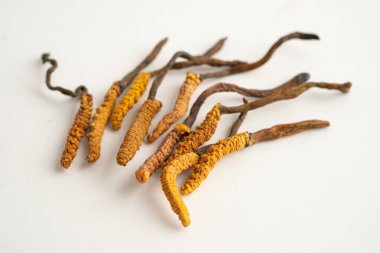 Cordyceps ya da Ophiocordyceps sinensis mantar bitkisi beyaz arka planda ilaç olarak kullanılan mantardır..