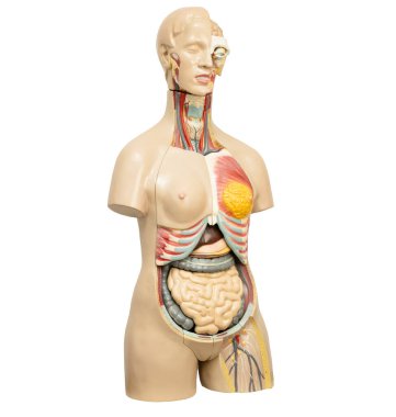 Human penis with intestine in woman body model anatomy for medical training course, teaching medicine education.