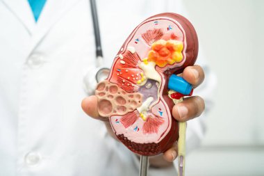 Kardiyovasküler hastalık CVD, Asyalı doktor kalp hastalıklarını öğrenmek ve tedavi etmek için insan anatomisi modeli tutuyor.