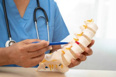 Ortopedi bölümünde tedavi için omurga iskeleti ve sinir modeline sahip bir doktor..