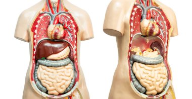 Beyaz arka planda izole edilmiş insan kadın vücut modeli anatomisi, tıp eğitimi kursu, tıp eğitimi.