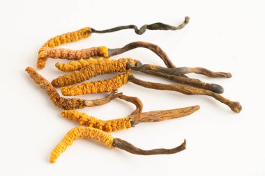 Cordyceps ya da Ophiocordyceps sinensis mantar bitkisi beyaz arka planda ilaç olarak kullanılan mantardır..