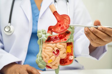 Midesi ve bağırsağı olan sindirim sistemi, Asyalı doktor hastanede teşhis ve tedavi için insan anatomisi modeli tutuyor..