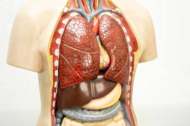 Tıp eğitimi için insan modeli anatomisi, tıp eğitimi.